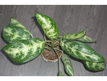 ��������� pseudobracteatum 