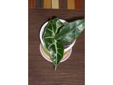 �������� �����