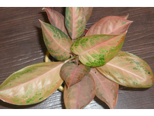 ��������� ������ �����