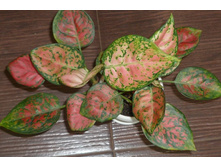 ��������� Pink Indonesia