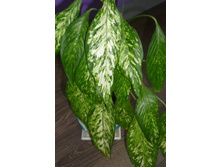 ���������� �������