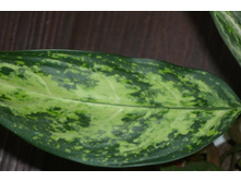 ��������� pseudobracteatum 