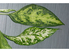 ����� �������-��������� pseudobracteatum  � ���� �������