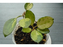 ��������� ����