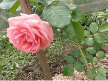 ������� 2.jpg