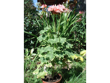 Jean Caws� �������