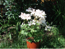 Honeywood Suzanne