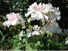 Honeywood Suzanne