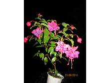 ������, ��������� �� �����