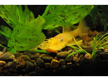 L-144 �����. ���������� ������ ����