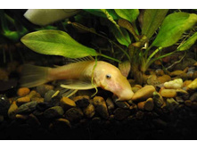 ��������� L-144 �����. ���������� \"������� �������\"