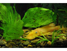 ����� ���������� L-144