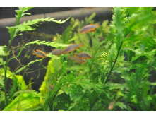 ������������ \"���������\"