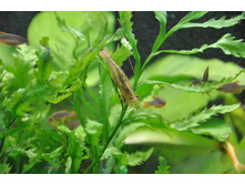 �������� ������