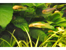 ������������ ���������� L-144