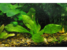 ���������� ������ �������  