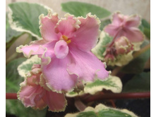 Ma`s �astern-Parade-1.jpg