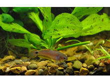 �������� ��������