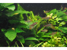 ������ ������������� ��������