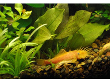 ���� � ���� L-144