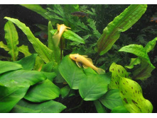 ������ L-144