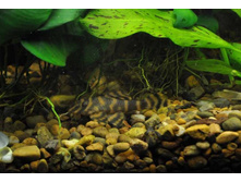 ���������� L-080