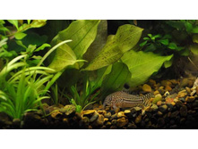 ��������� "�����"