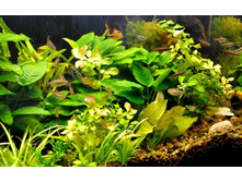 ������ ����