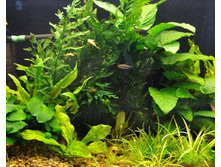 ����� ���������