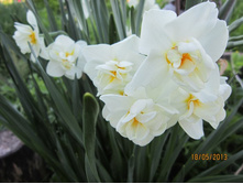 ��������������.ERLICHEER. JPG