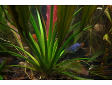 �������� ������������.JPG