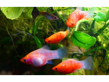 �������� ����.������.JPG