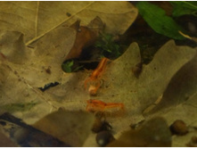 ���������� �����.JPG