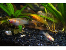 �������� ������ �����...JPG