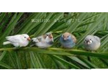 MG2611130_�������� ������.JPG