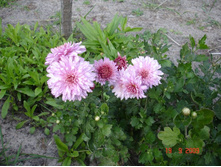 ����������� 010.jpg