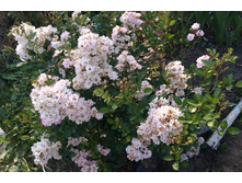 ��������� ���� "������ ������" �� 80�.