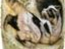 717_���� ��� ������ ������-�������  (43966)