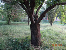 ���� 2013 1167.jpg