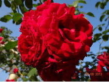 ���� 2013 1105.jpg