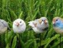 MG2611100_������ ������