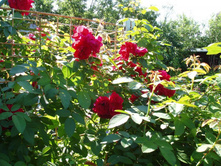 ������ ���������.JPG