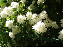 ������ �����������.JPG