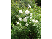 ������ ��������.JPG