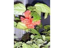 �������� 19.12.2009 22:20:16