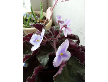 �������� ������ 20.12.2009