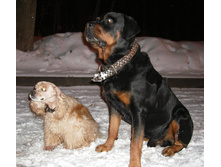 ������ � ������ ( ��� �������� ��������� � ���� ������)