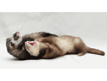 ���� � ����