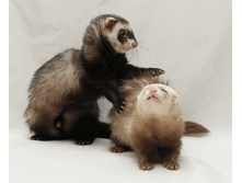 ���� � ����