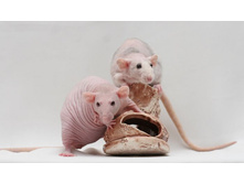 Star Rat BellaDonna � Star Rat Kindiy